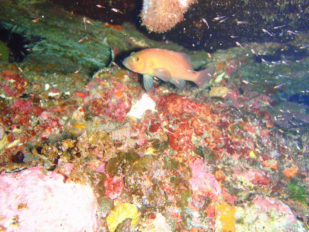 Artes de Pesca LOS SERRANIDAE