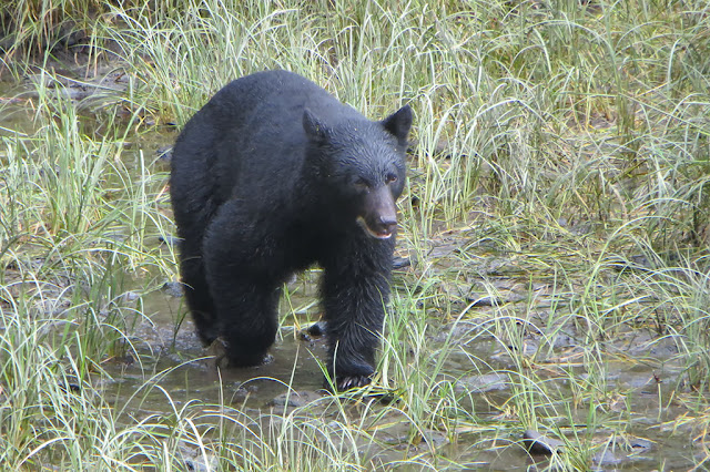 Black Bear along Eagle Creak in Ketchikan, Alaska