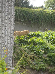 Copenhagen Zoo.