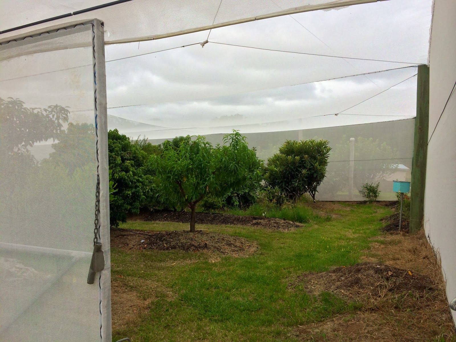 Daleys Fruit Tree Blog Exclusion Netting