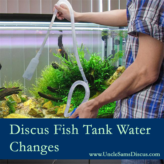 Discus Fish Tank Water Changes