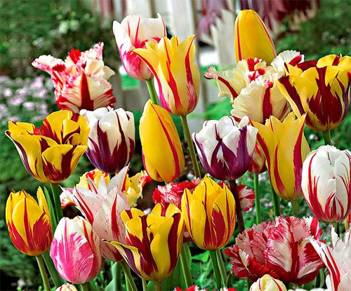 Most Exotic Flowers to Give on the Date