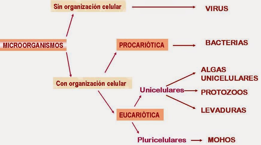 clasificación de los micoorganismo