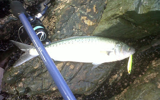 The green and yellow lure was my first purchase, which eventually brought in a nice medium/small kahawai.