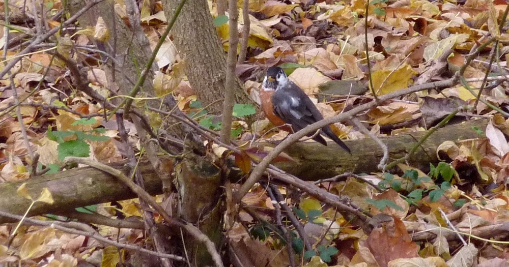 Another Side of this Life Avian Adventures Leucistic/Piebald Robin