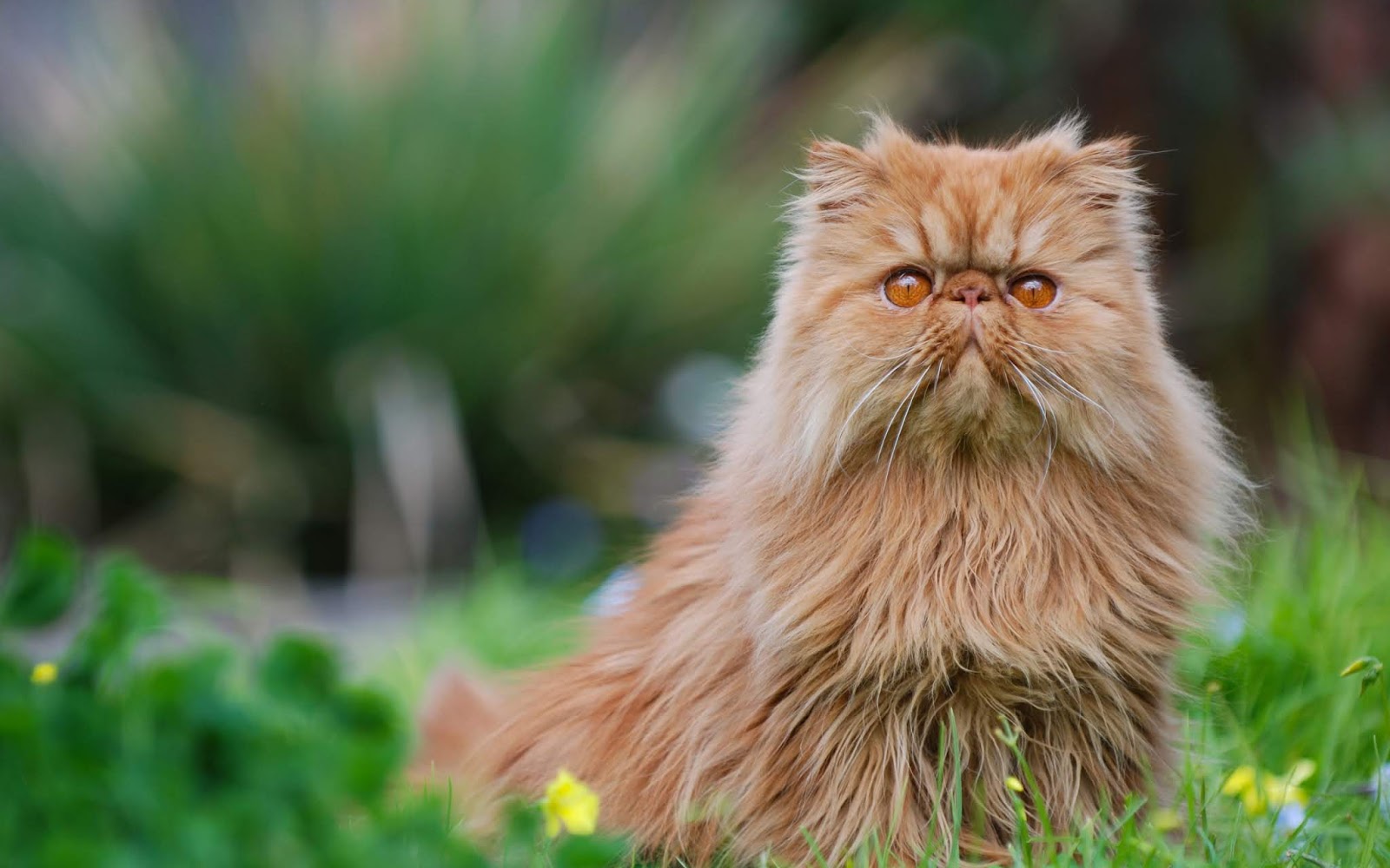 Persian Cat Breed Profile Australian Cat Lover