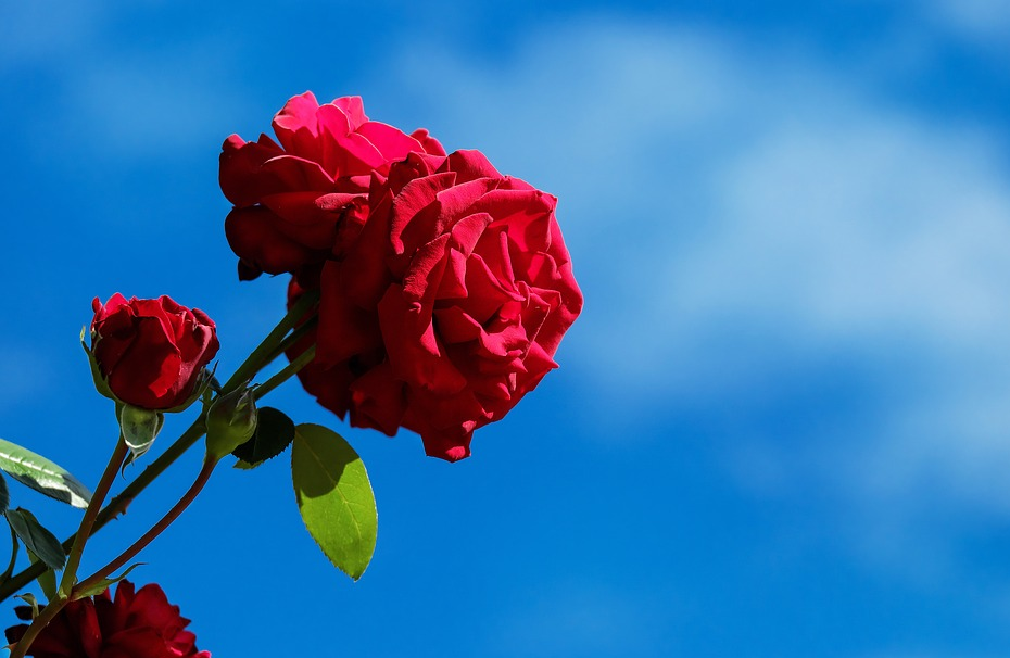  Cara  Budidaya Bunga  Mawar  Di Kebun