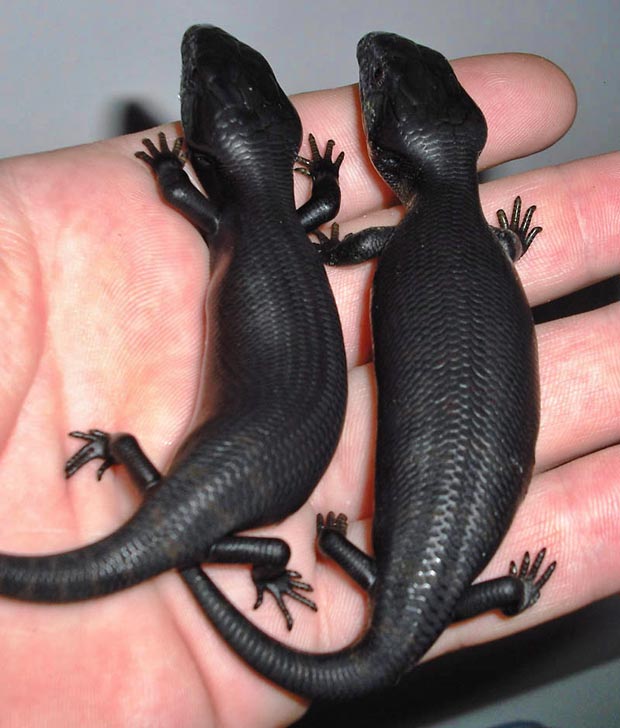صور حيوانات Melanistic-black-lizards