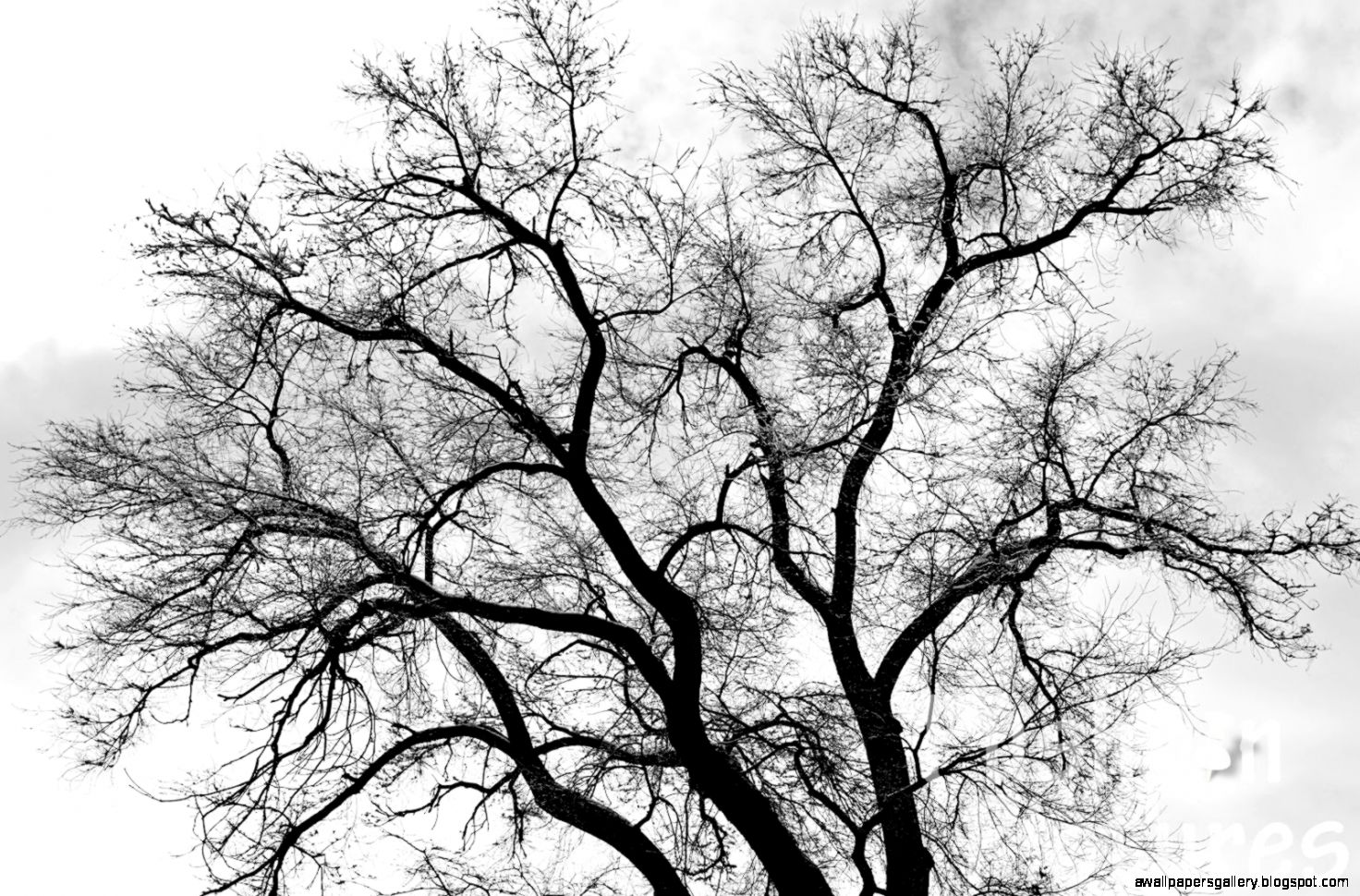 Tree Black and White HD PC Wallpapers 4310   Amazing Wallpaperz