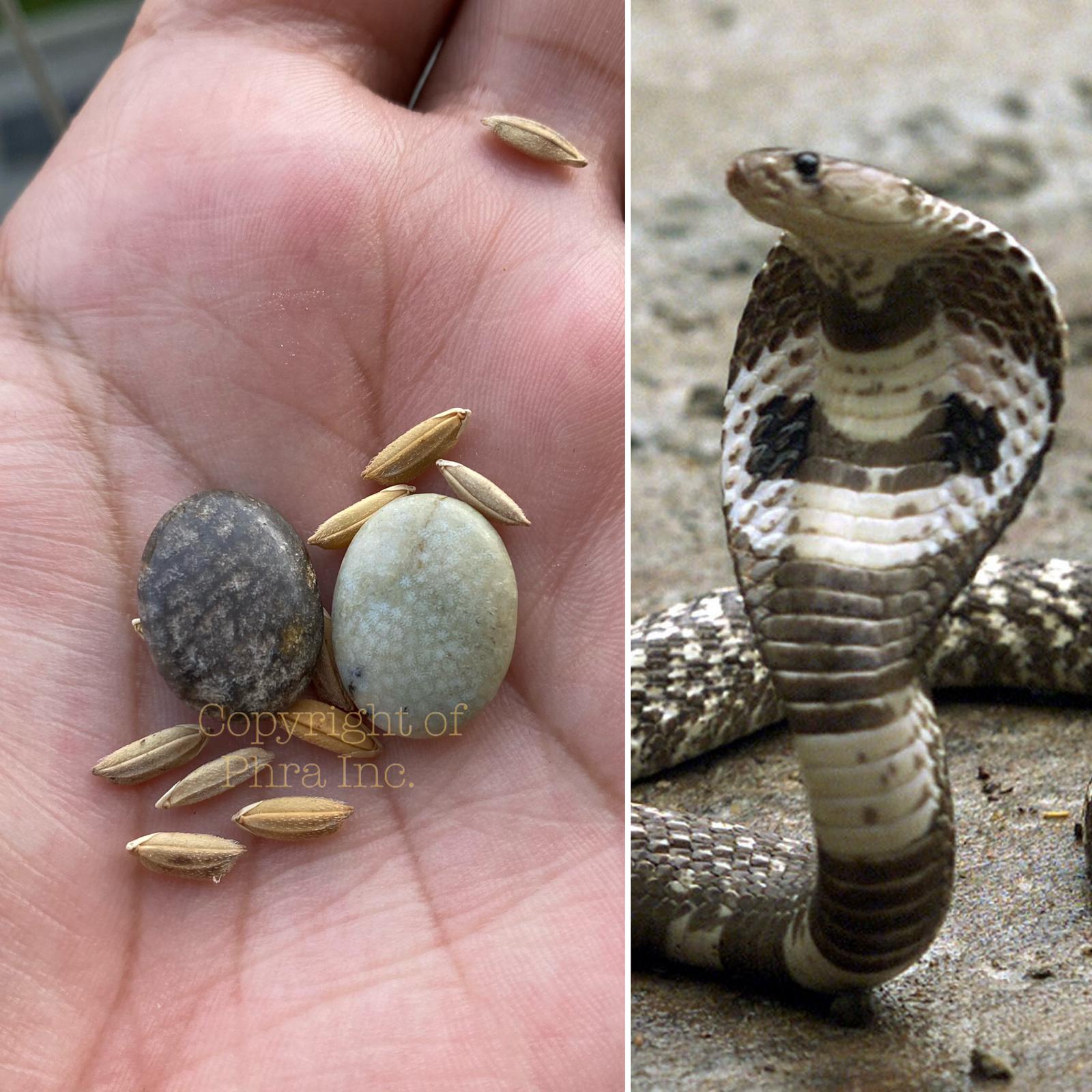 Element Mustika Spiritual : King Cobra Mystic Pearl NAGAMANI - Geliga Ular