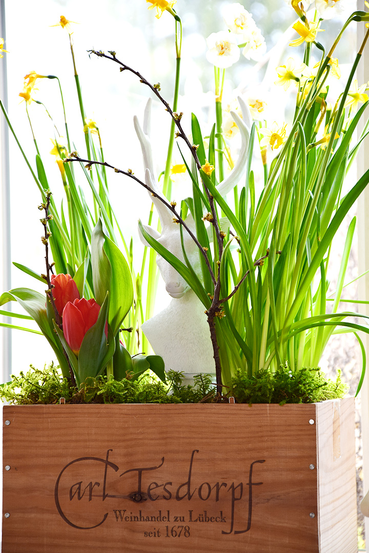 DIY Frühlinksdeko Selbermachen: Frühlingsblüher, Zwiebeln, Moos und Weinkiste. Einfach schnell und Selbstgemacht, Tulpen, Osterglocken, natürliche Deko, Dekoration mit Natur DIY Frühlinksdeko Selbermachen: Frühlingsblüher, Zwiebeln, Moos und Weinkiste. Einfach schnell und Selbstgemacht, Tulpen, Osterglocken, natürliche Deko, Dekoration mit Natur