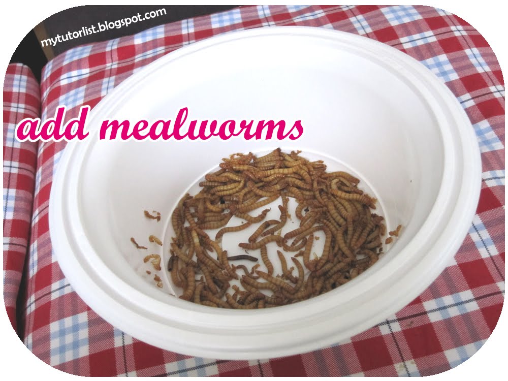 How To Start A Mealworm Colony Behind