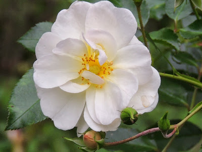 rose blanche remontant