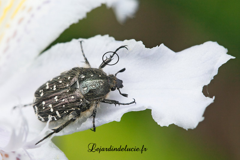Oxythyrea funesta ( Poda) , le drap mortuaire, un coléoptère qui mange des fleurs