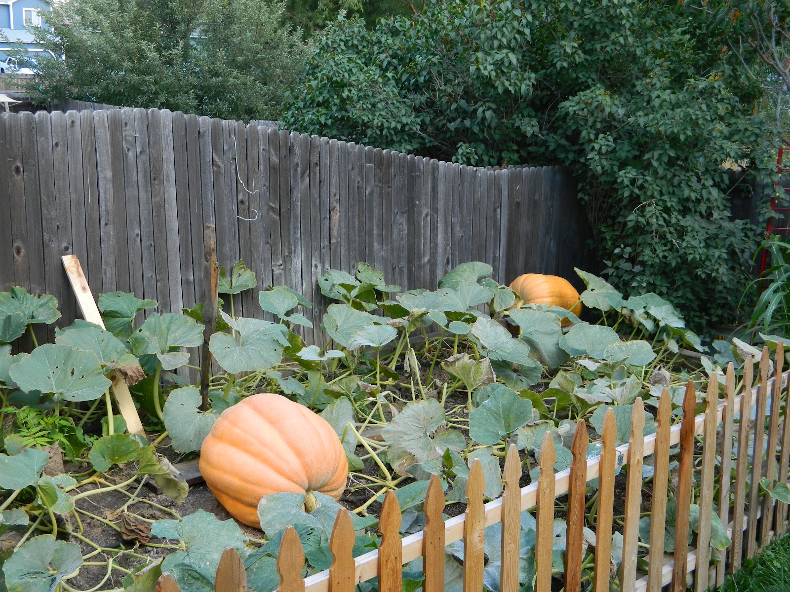 Roaming Rita Giant Pumpkins