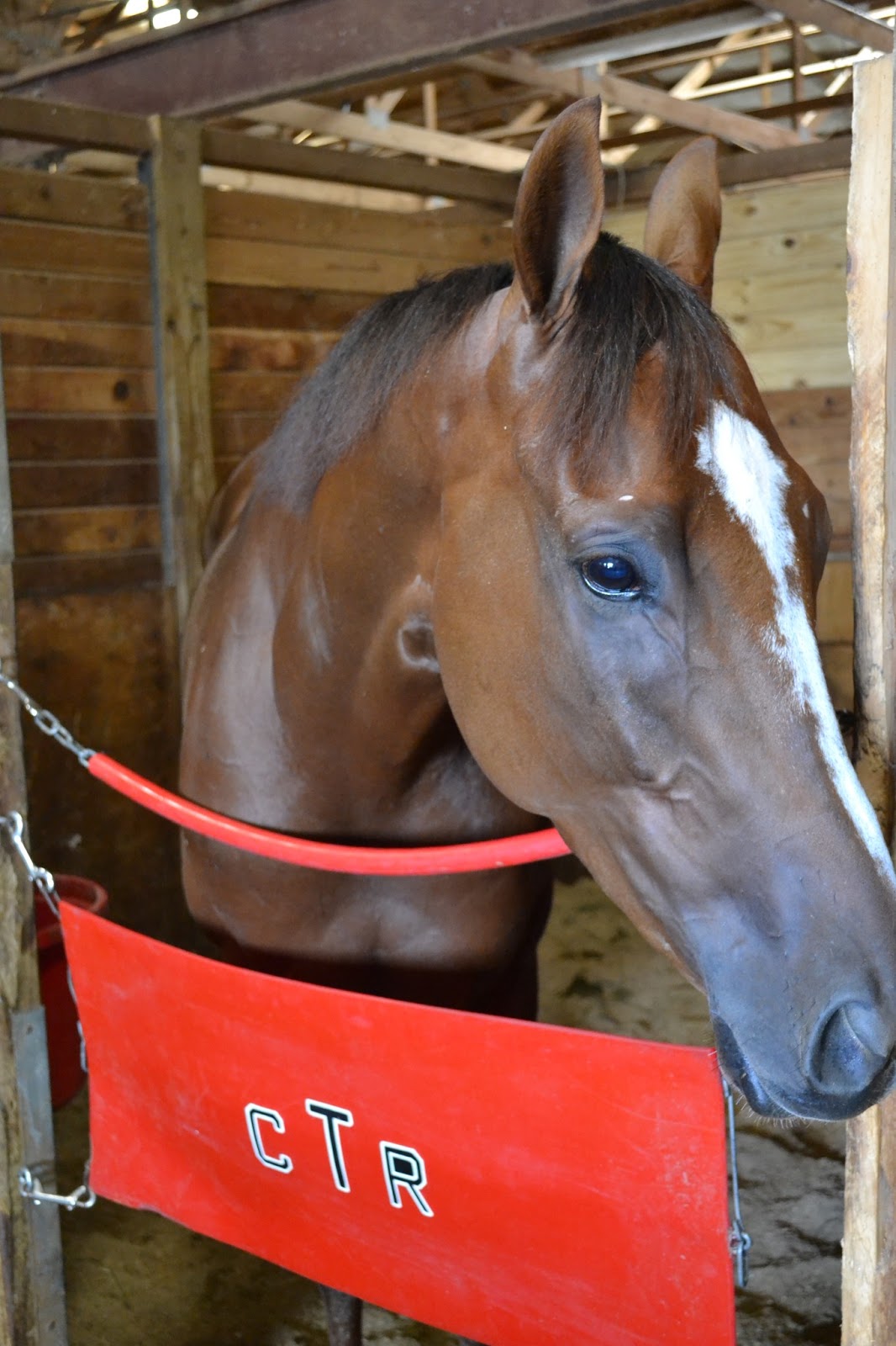 Behind the Scenes at Remington Park Quarter Horses and Thoroughbreds