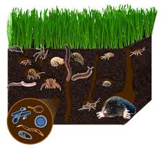 Propiedades Biológicas del suelo
