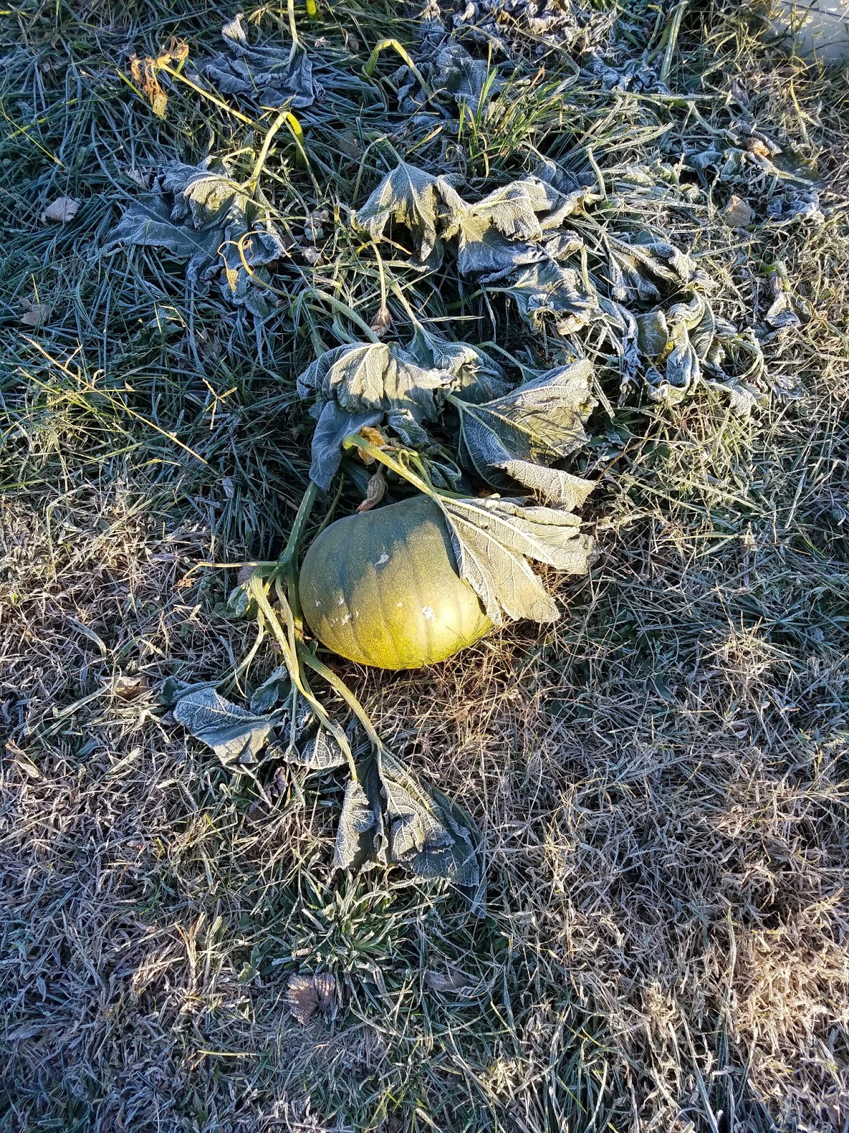Calamity Acres Hobby Farm Frost on the Pumpkin