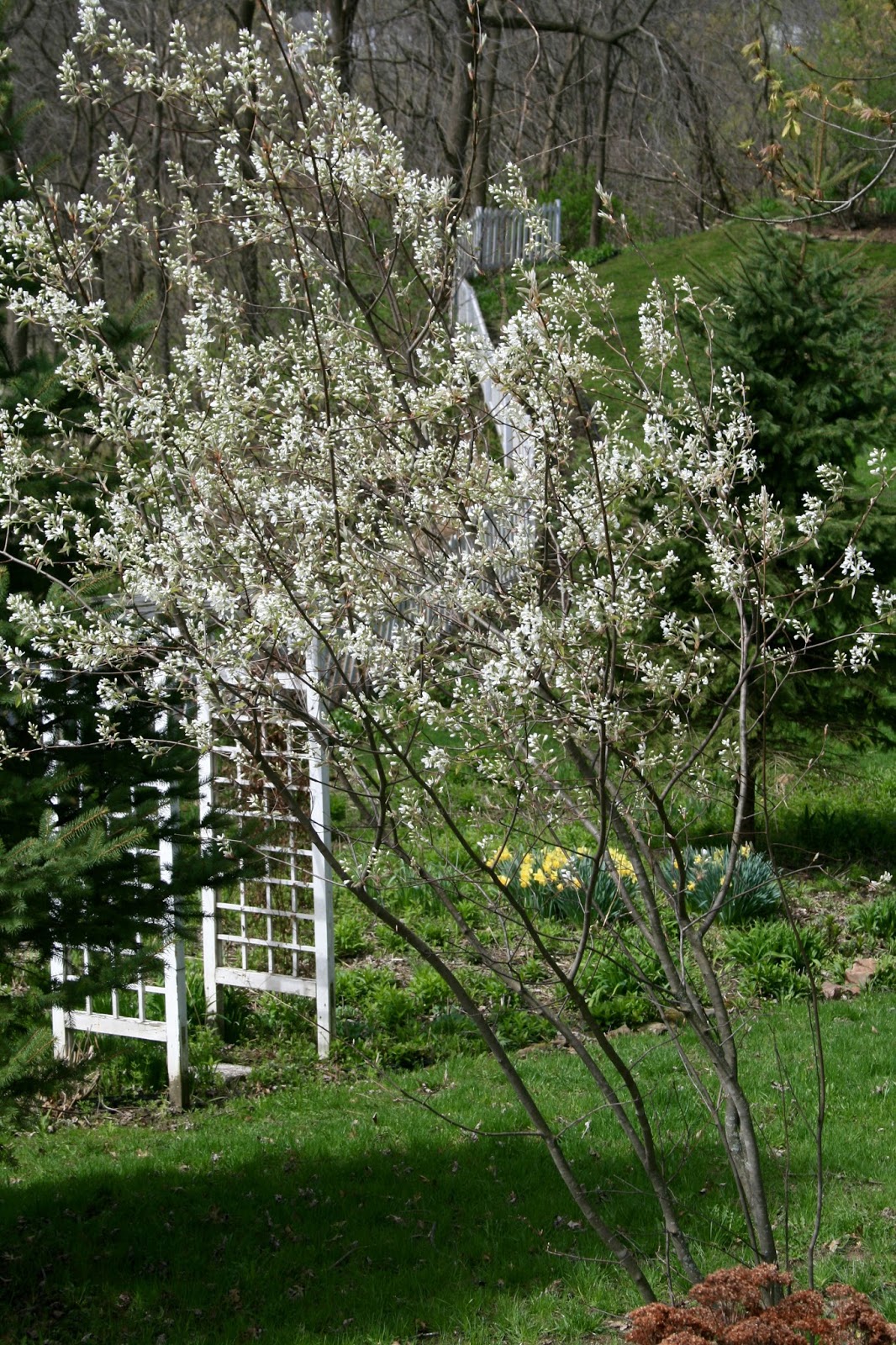Mille Fiori Favoriti Magnolia Trees In The Brooklyn Botanic Garden