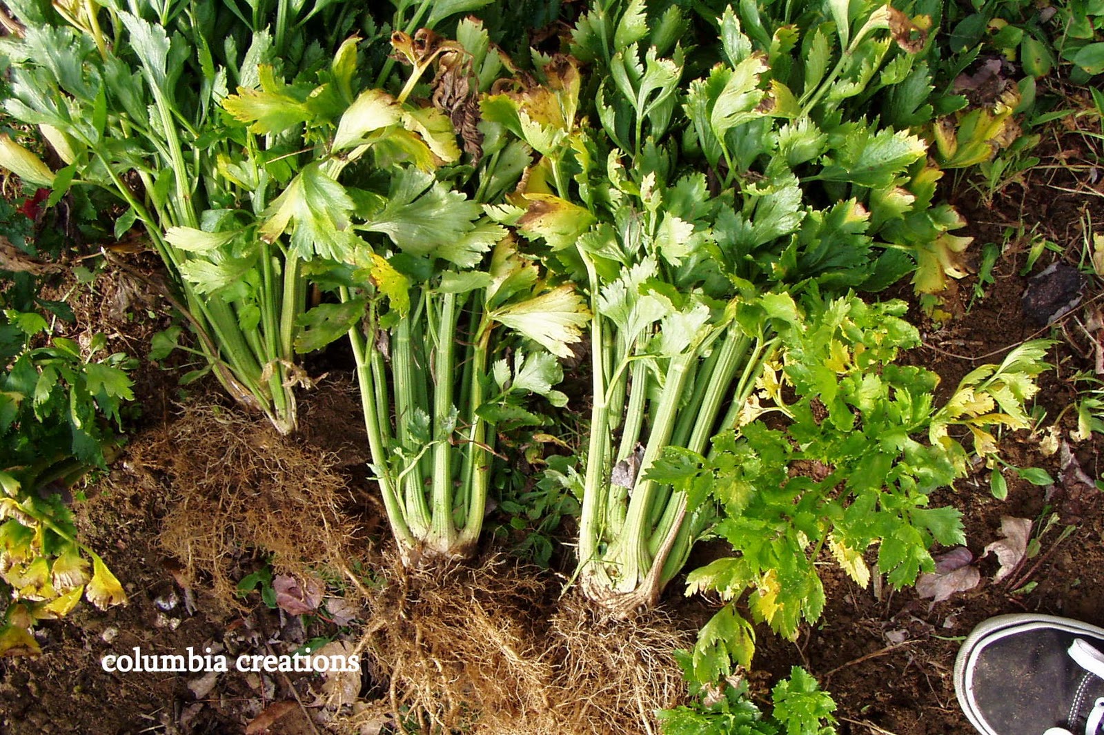 Columbia Creations Growing Celery