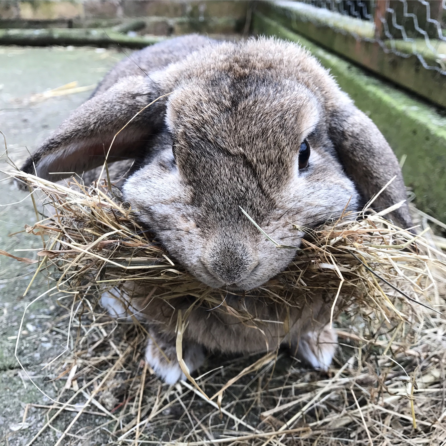 Why Are People Secretly Eating Hay? - b63s088