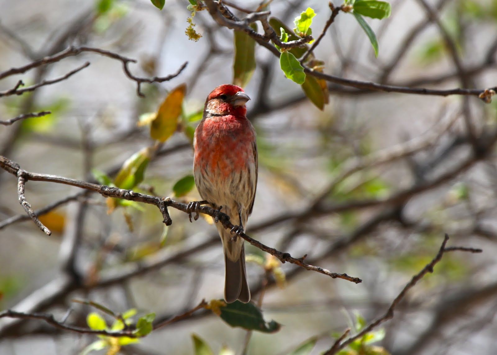House Finch House Finch Breeding Season