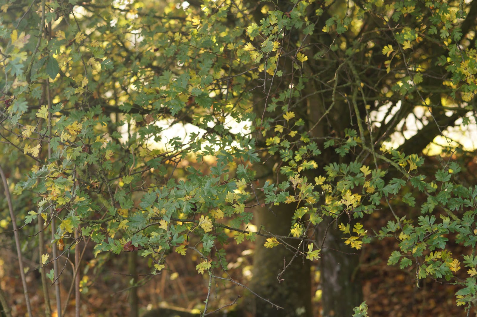 Plants Blog Owen Byrom Buddleia Davidii