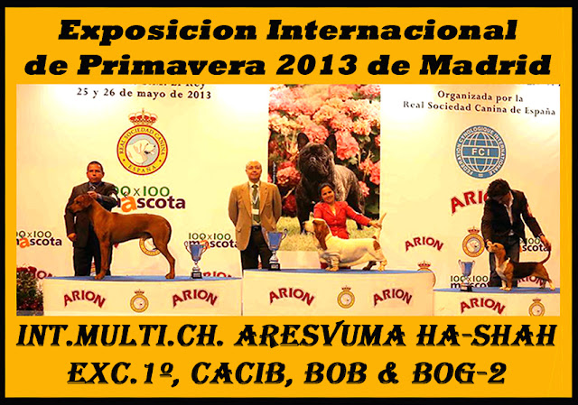 Aresvuma Ha-Shah Reserva de Grupo - Exposición Primavera 2013