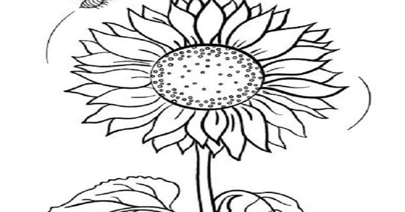gambar untuk mewarnai bunga matahari 