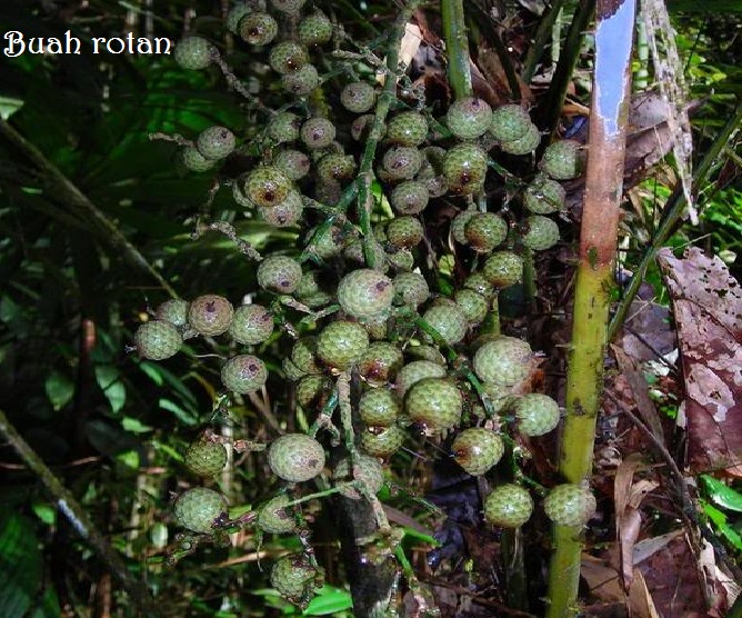 Mengenal Tumbuhan Hutan Yang Bisa di Makan | Oh Gunung