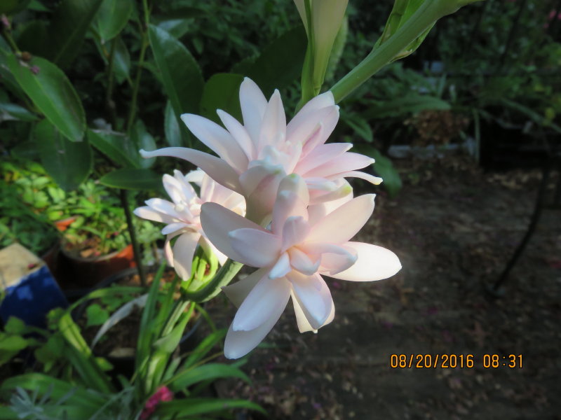 My Virtual Maryland Garden Polianthes 'Pink Sapphire'