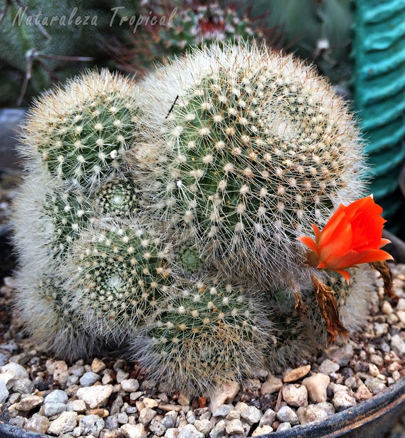 Otra especie de cactus con numerosas plantas hijas