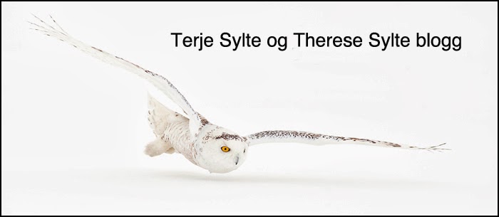 Terje Sylte & Therese Sylte blogg