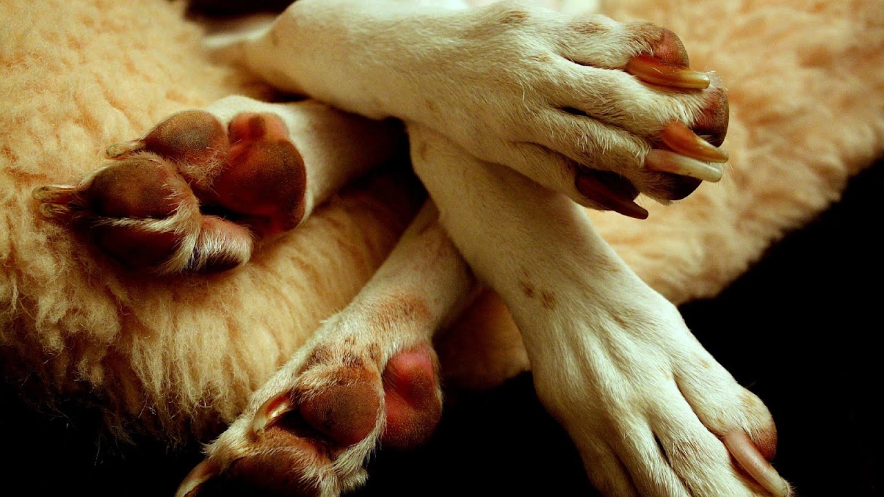 Antihemorrhagic Dogs Nails Bleeding Dog Choices