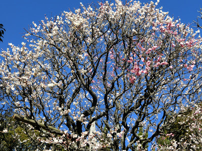 ������̔~