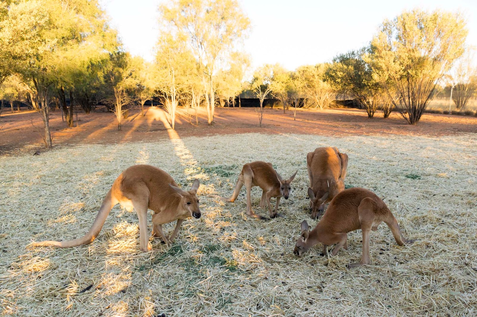 the kangaroo sanctuary alice springs