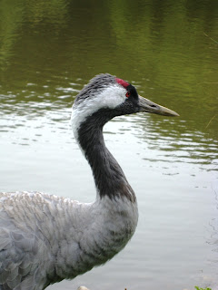 Profile of the head of a crane