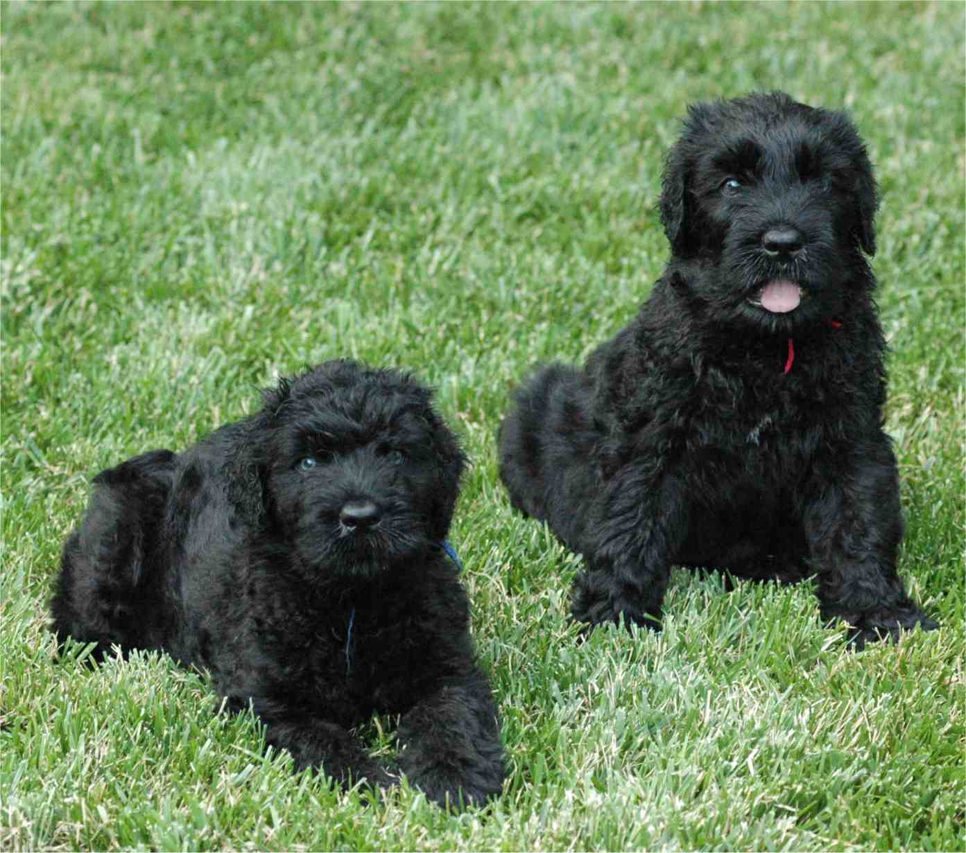 Dog Breed Directory Black Russian Terrier Dog Breed