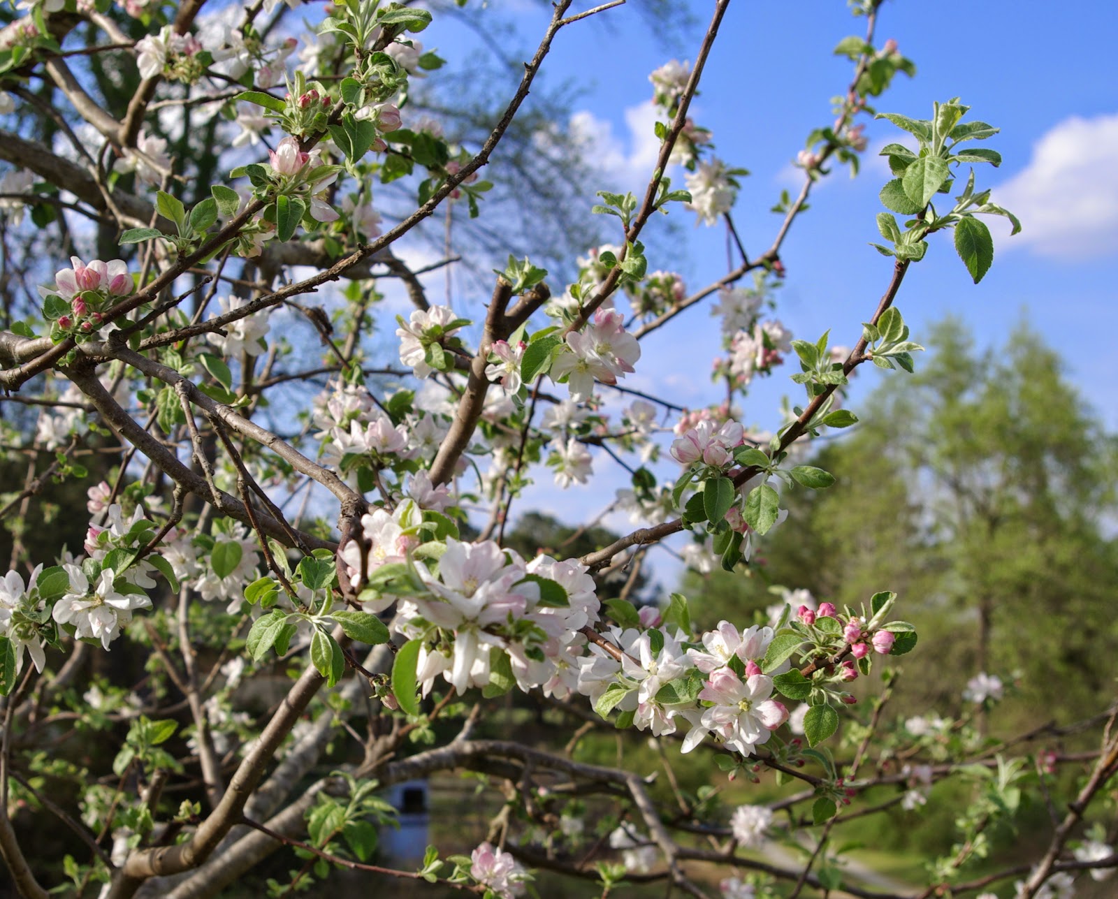 sweetbay Apple Tree Blossoms