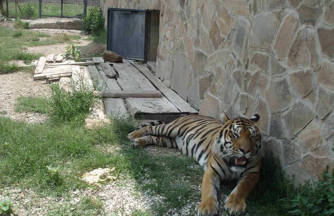 парк тайган тигры. парк тайган тигрята. алушта парк тигров. парк тайган тигры. амурский тигр тайган.