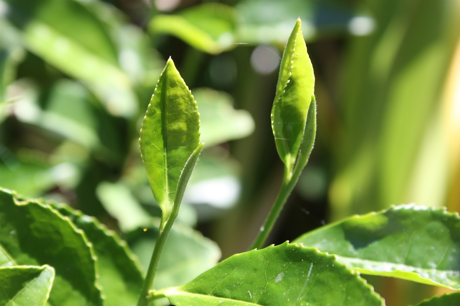 MattCha's Blog Teafarm Canadian Tea Garden, Sochi Russian Tea Plants