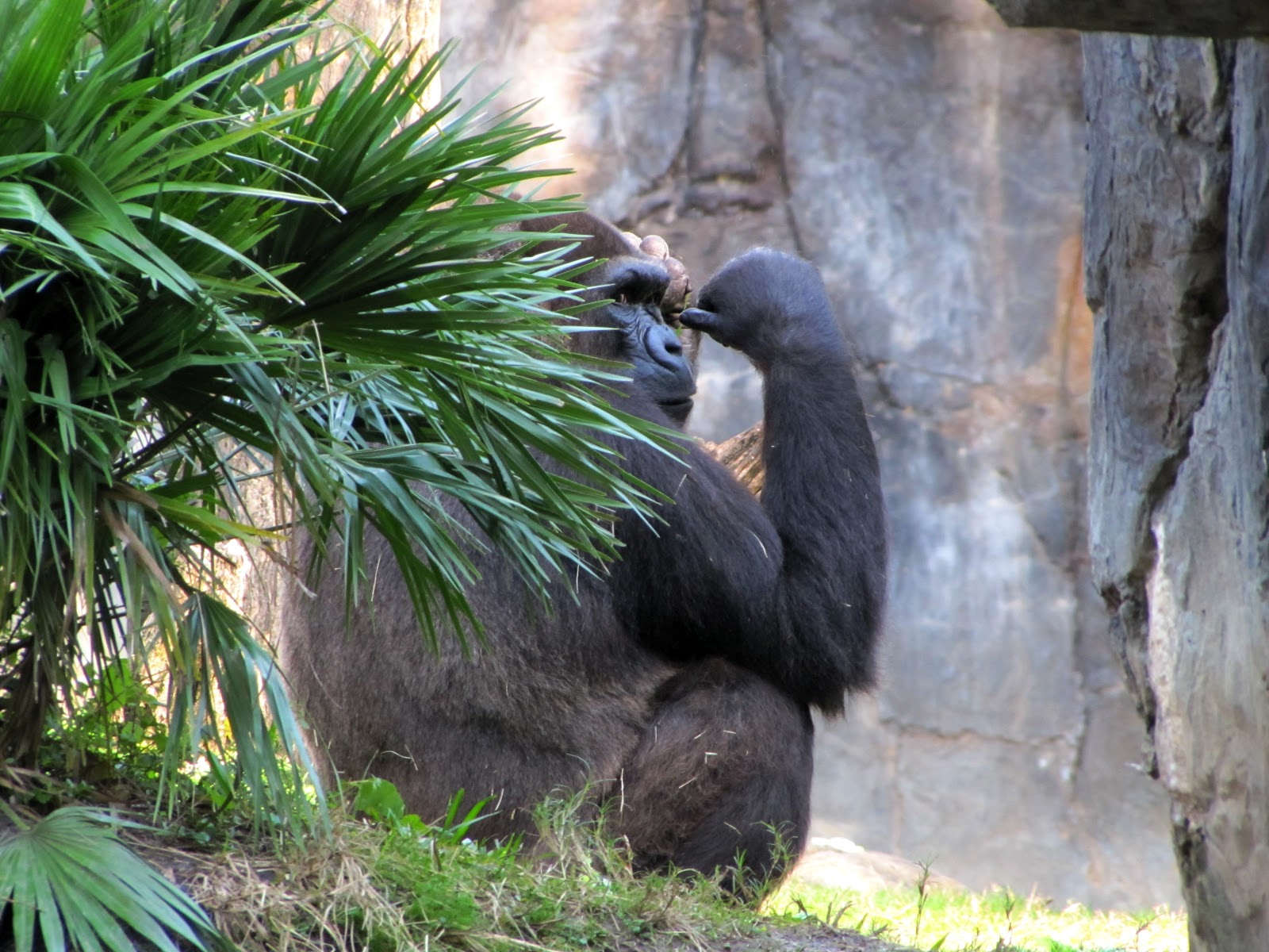 To Behold the Beauty Busch Gardens, Tampa, Florida