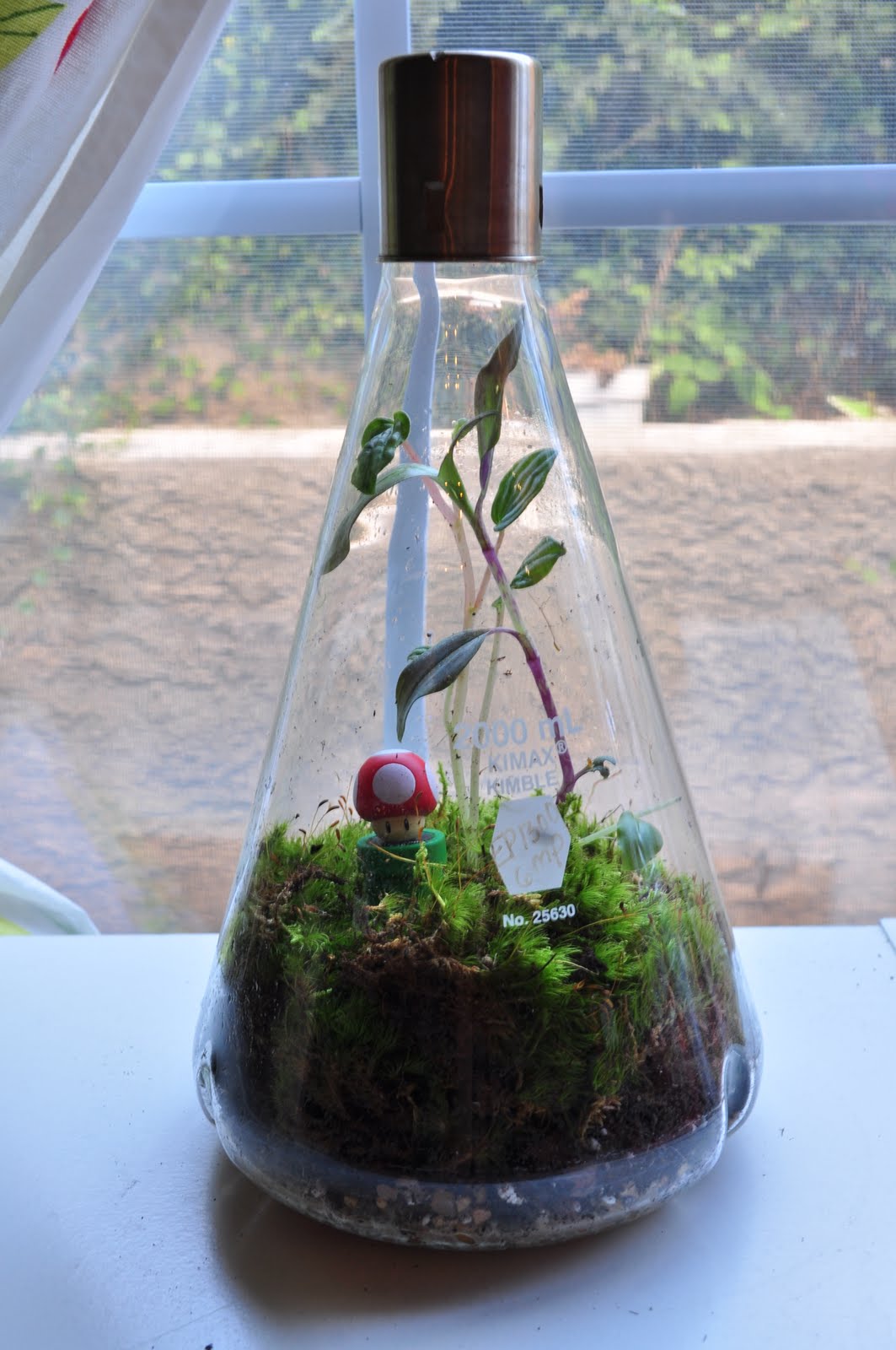 Terrarium & Timmy chem mushroom terrarium