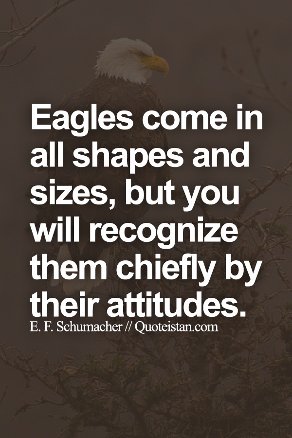 Eagles come in all shapes and sizes, but you will recognize them