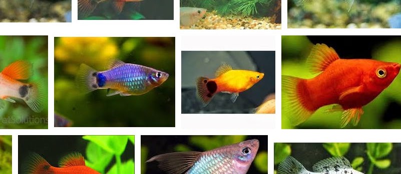 Ikan Mickey Mouse Dan Cara Merawatnya Infoikan Com