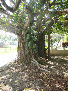 AGED FICUS BY MAIN ENTRANCE