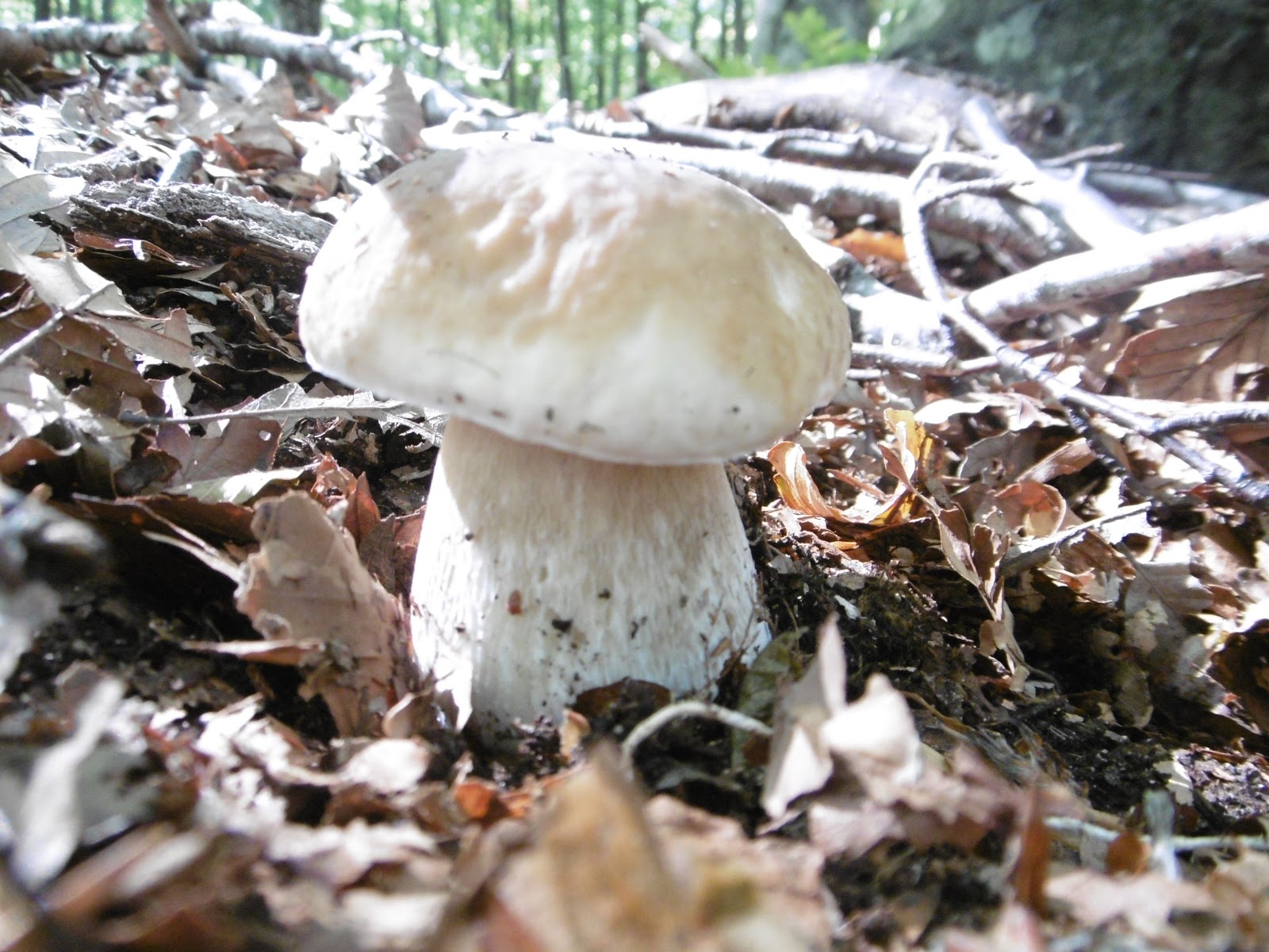 Prevedere l'uscita dei porcini