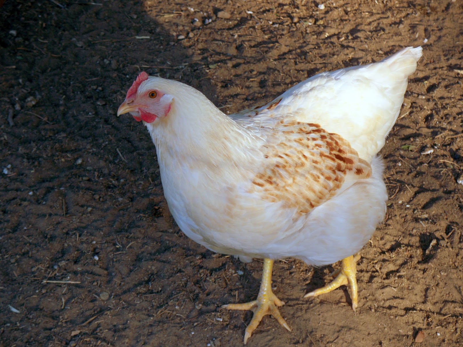 The Renaissance Mom The Tale Of The Squeaking Chicken