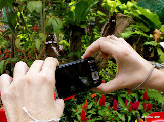 JARDÍN DE MARIPOSAS, BANGKOK. TAILANDIA 