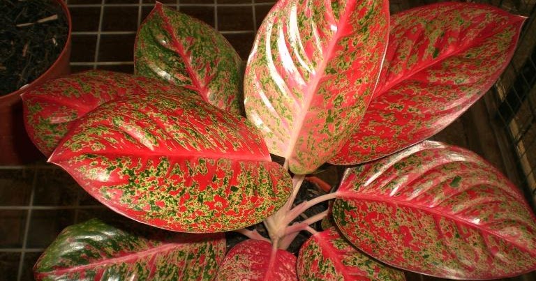 HIKAYAT Bunga  Aglaonema 